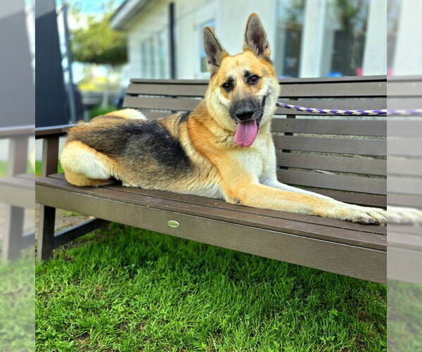 Medium Photo #2 German Shepherd Dog Puppy For Sale in Long Beach, CA, USA