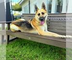 Small #1 German Shepherd Dog