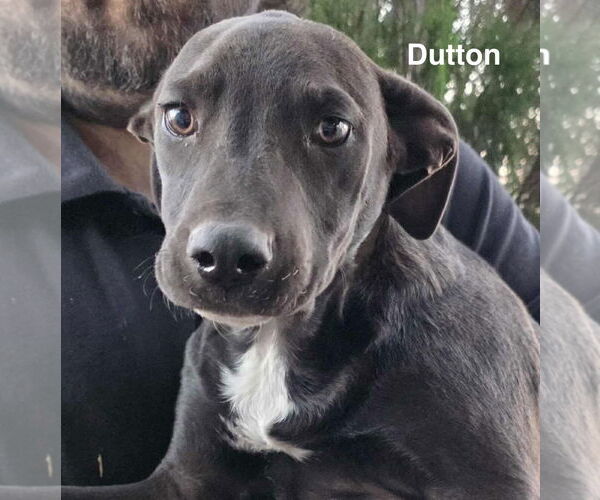 Medium Photo #14 American Pit Bull Terrier-Unknown Mix Puppy For Sale in Minneapolis, MN, USA