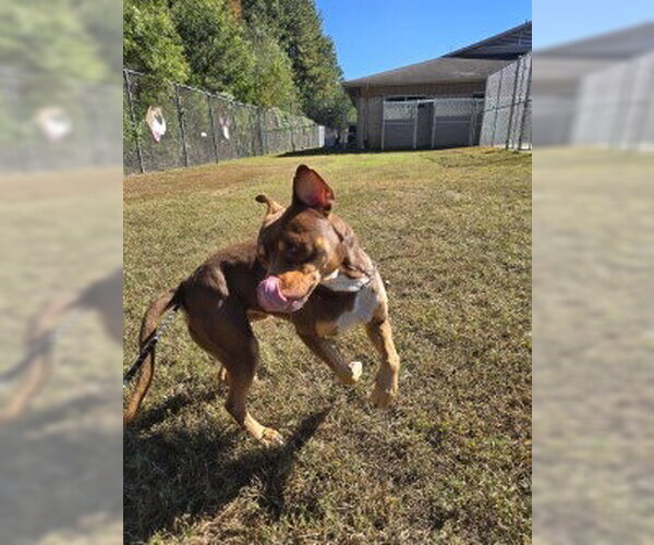 Medium Photo #3 Mutt Puppy For Sale in Glen Allen, VA, USA