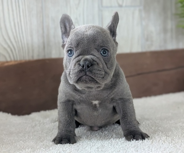 Medium Photo #37 French Bulldog Puppy For Sale in GOSHEN, IN, USA