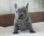 Small #3 French Bulldog