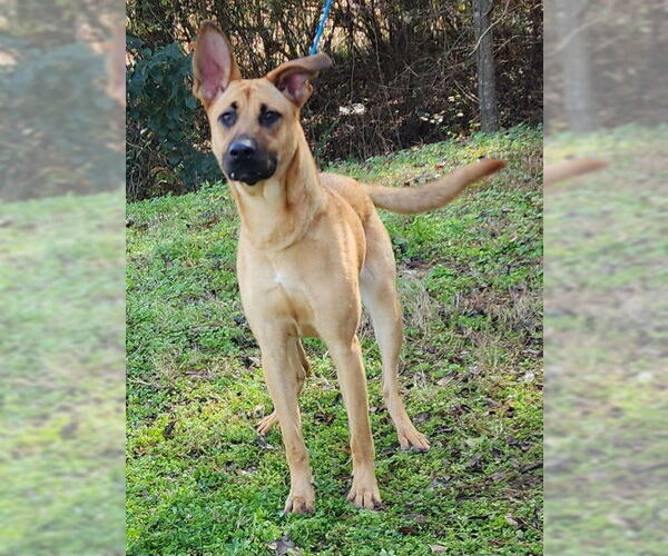 Medium Photo #1 Black Mouth Cur-Unknown Mix Puppy For Sale in Wetumpka, AL, USA