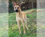 Small Black Mouth Cur Mix