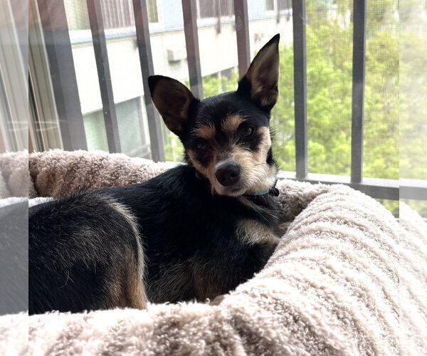 Medium Photo #2 Mutt Puppy For Sale in Bellevue, WA, USA