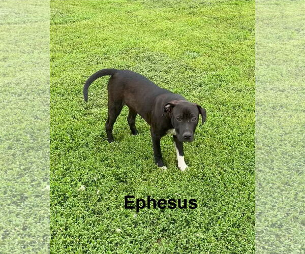 Medium Photo #1 American Pit Bull Terrier-Labrador Retriever Mix Puppy For Sale in Topeka, KS, USA