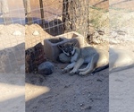 Small Photo #1 Wolf Hybrid Puppy For Sale in ALBUQUERQUE, NM, USA