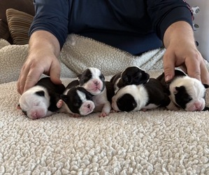 Boston Terrier Puppy for sale in BUCKEYE, AZ, USA