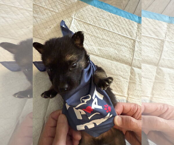 Medium Photo #1 German Shepherd Dog-Unknown Mix Puppy For Sale in The Woodlands, TX, USA