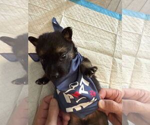 German Shepherd Dog-Unknown Mix Dogs for adoption in The Woodlands, TX, USA