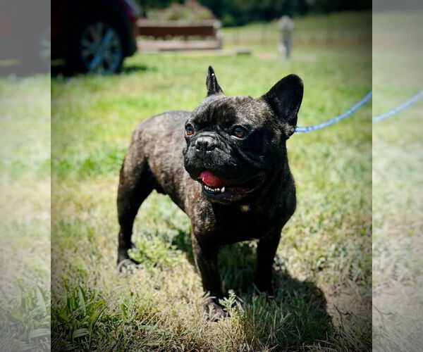 Medium Photo #3 French Bulldog Puppy For Sale in Pacolet, SC, USA
