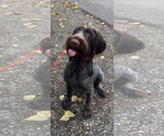 Small Photo #2 German Wirehaired Pointer Puppy For Sale in Anchorage, AK, USA