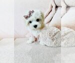 Small #17 Maltese