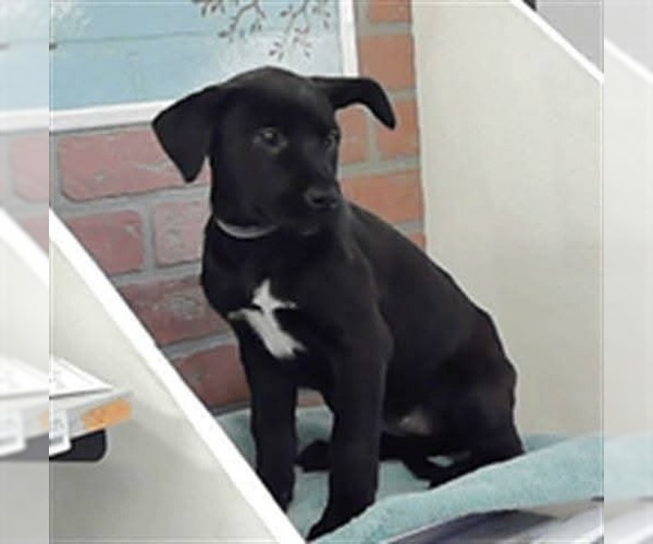 Medium Photo #7 Labrottie Puppy For Sale in Lakewood, CO, USA