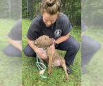 Small #3 American Pit Bull Terrier