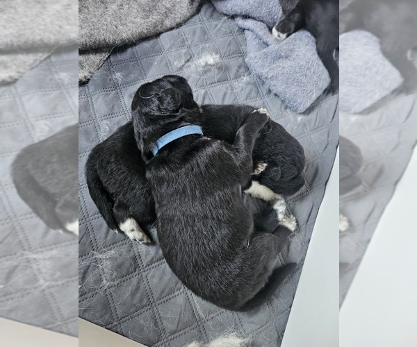 Medium Photo #4 Belgian Sheepdog-Great Pyrenees Mix Puppy For Sale in ALBUQUERQUE, NM, USA