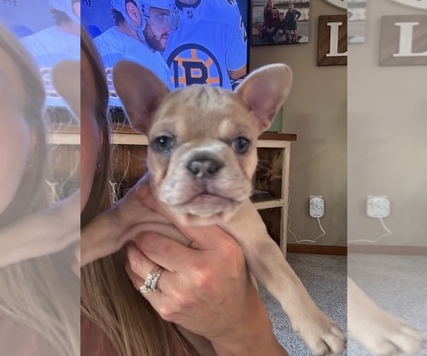 Medium Photo #1 French Bulldog Puppy For Sale in BRUNSWICK, MO, USA