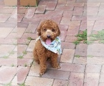 Small Photo #1 Poodle (Miniature) Puppy For Sale in PASSAIC, NJ, USA
