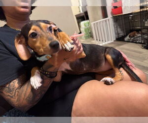 Beagle-Unknown Mix Dogs for adoption in Tampa, FL, USA