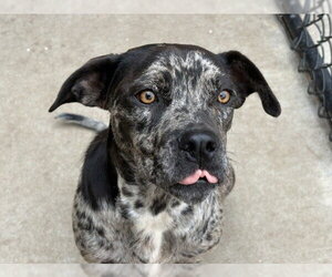 Mutt Dogs for adoption in Tulsa, OK, USA