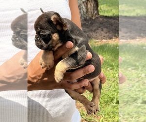 French Bulldog Puppy for sale in DECATUR, GA, USA