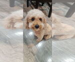 Small Photo #1 Poodle (Toy) Puppy For Sale in LAS VEGAS, NV, USA