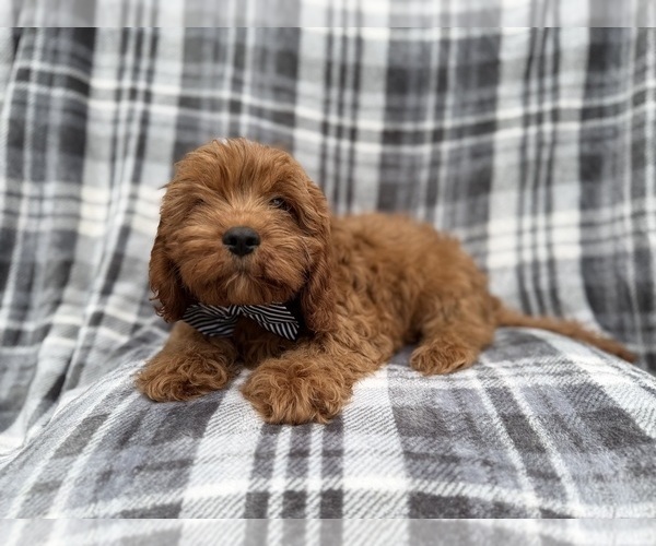 Medium Photo #2 Cavapoo (Miniature) Puppy For Sale in LAKELAND, FL, USA