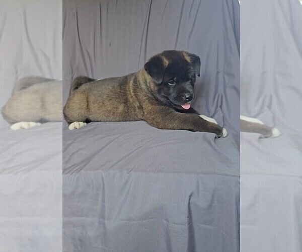 Medium Photo #7 Akita Puppy For Sale in MANNING, SC, USA