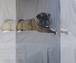 Small #6 Akita