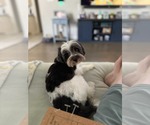 Small #4 Havanese