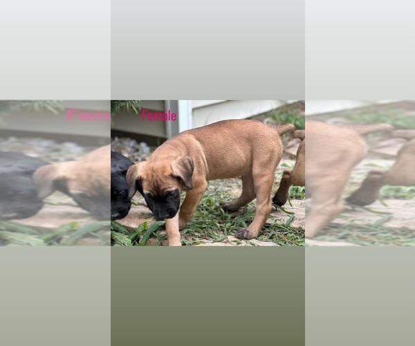 Medium Photo #3 Cane Corso Puppy For Sale in DURHAM, NC, USA