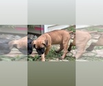 Small #2 Cane Corso