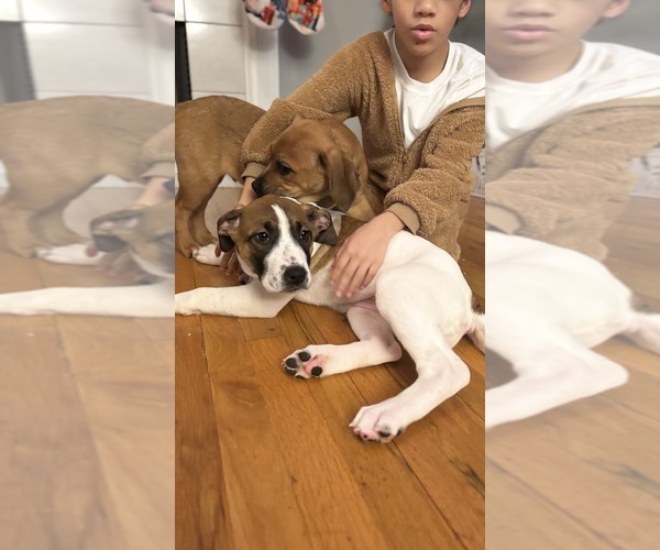 Medium Photo #2 America Bandogge Mastiff Puppy For Sale in SNELLVILLE, GA, USA