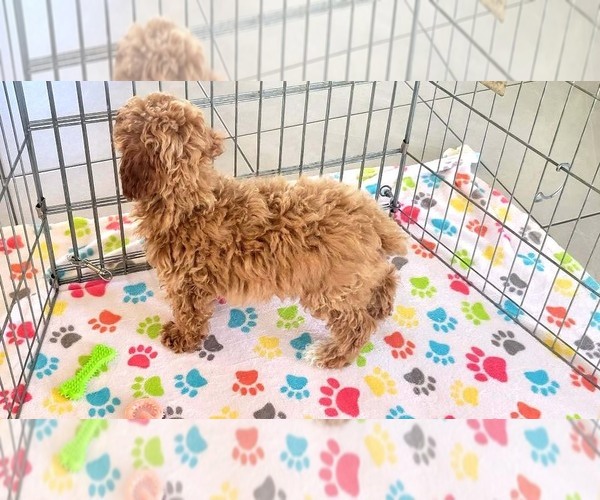 Medium Photo #5 Cock-A-Poo-Poodle (Miniature) Mix Puppy For Sale in ORO VALLEY, AZ, USA