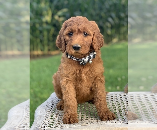 Medium Photo #2 Irish Doodle Puppy For Sale in WOOSTER, OH, USA