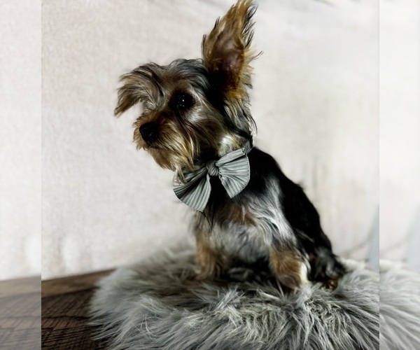 Medium Photo #3 Yorkshire Terrier Puppy For Sale in NAPPANEE, IN, USA