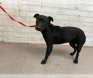 American Pit Bull Terrier-Unknown Mix Dogs for adoption in San Bernardino, CA, USA