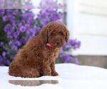 Puppy Marcy Poodle (Miniature)