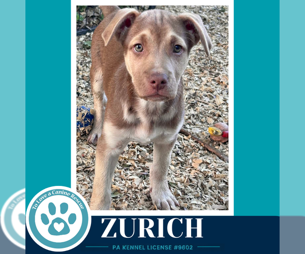Medium Photo #3 Mutt Puppy For Sale in Kimberton, PA, USA