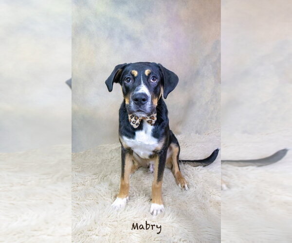 Medium Photo #1 Mutt Puppy For Sale in Hot Springs Village, AR, USA