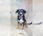 Small Mutt