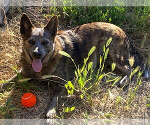 SOKKA #2 - Male Mutt Dog for Adoption - Photo #5