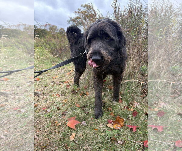 Medium Photo #7 Labradoodle Puppy For Sale in Westwood, NJ, USA