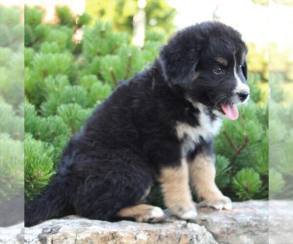 Medium Photo #5 Australian Mountain Dog Puppy For Sale in BLAIN, PA, USA