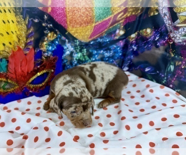 Medium Photo #16 Dachshund Puppy For Sale in CASSVILLE, MO, USA