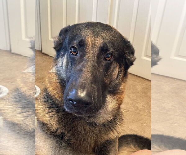 Medium Photo #3 German Shepherd Dog Puppy For Sale in Plantation, FL, USA