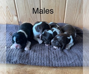 English Springer Spaniel Puppy for sale in OLLIE, IA, USA