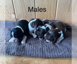 Small Photo #1 English Springer Spaniel Puppy For Sale in OLLIE, IA, USA