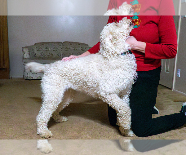 Medium Photo #7 Goldendoodle (Miniature) Puppy For Sale in ROY, UT, USA