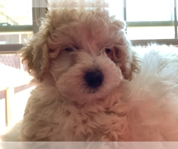 Medium Photo #3 Maltipoo Puppy For Sale in HIGH POINT, NC, USA